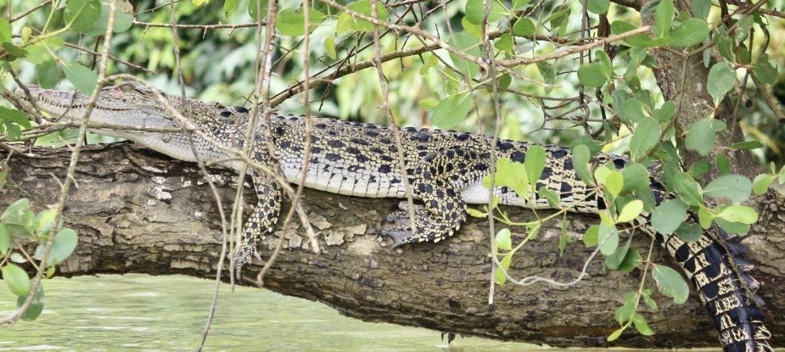 Venture to Myanmar Wildlife Sanctuary