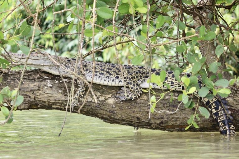 Venture to Myanmar Wildlife Sanctuary